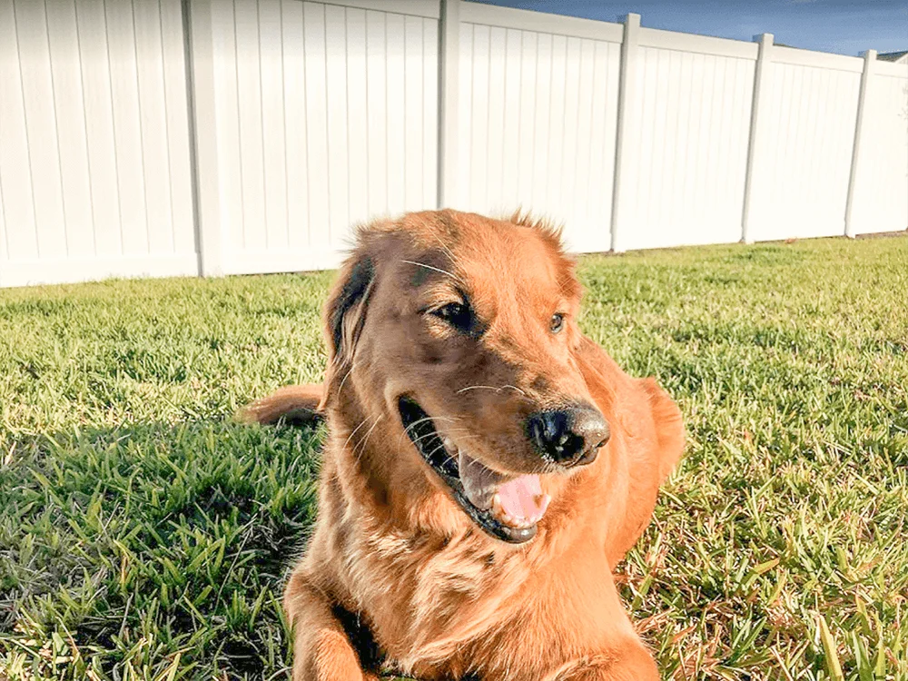 vinyl dog fence ideas