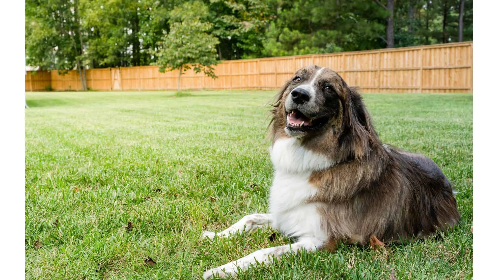 Learn More About Superior Fence & Rail’s Dog Fence Designs
