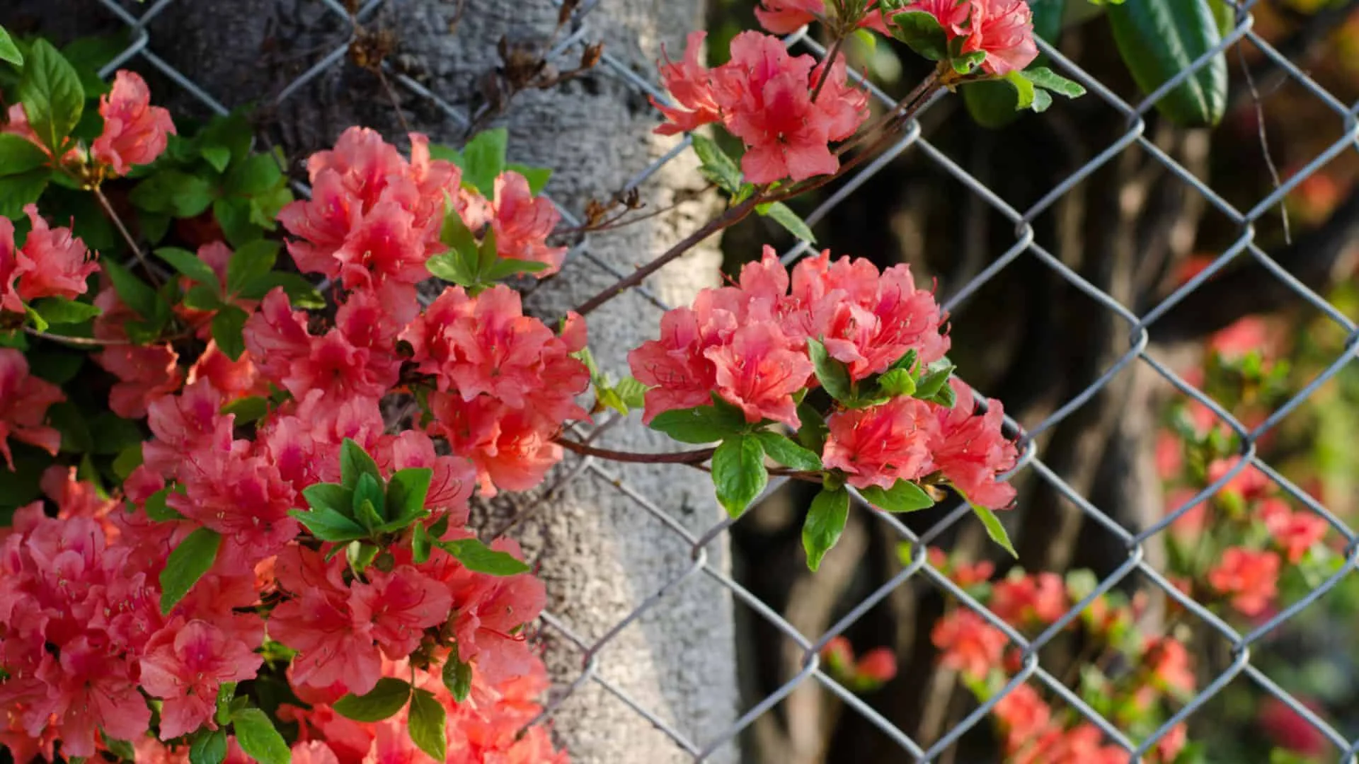 chain link privacy fence