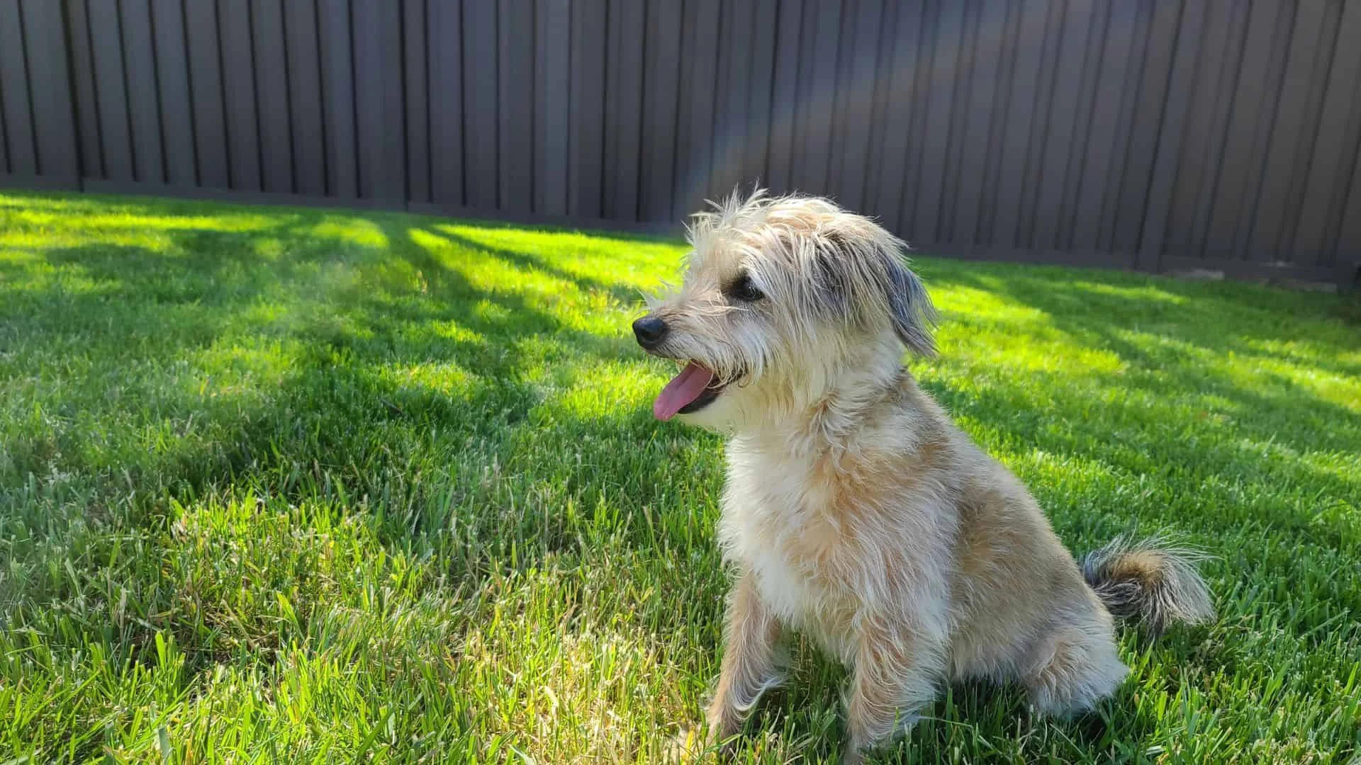 Matthews fence company pool fencing