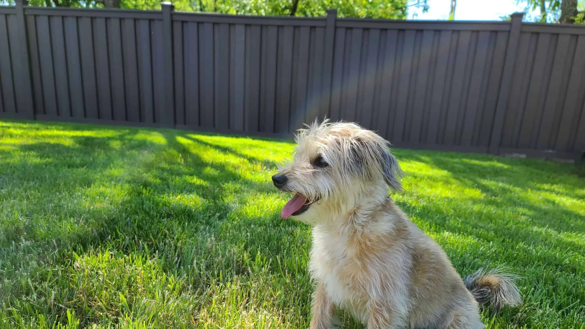 smart alternatives to invisible fencing