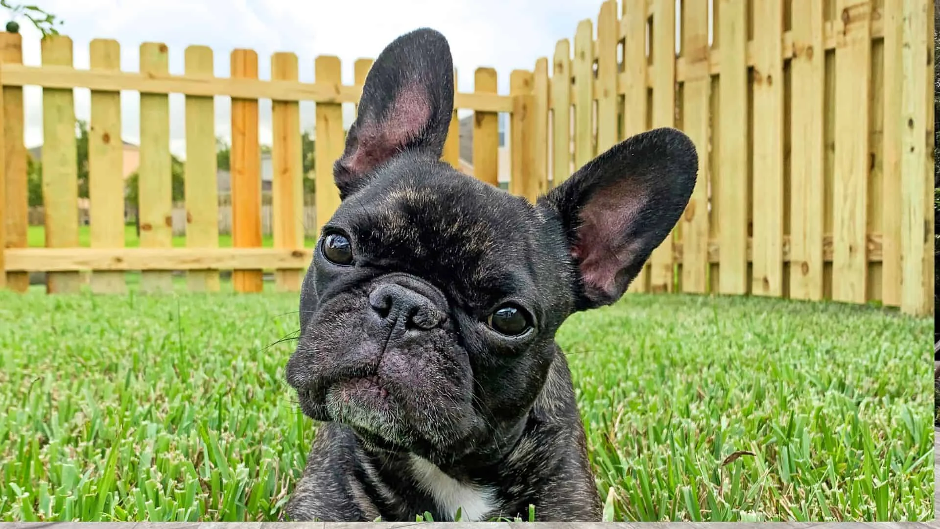 alternatives to invisible fencing