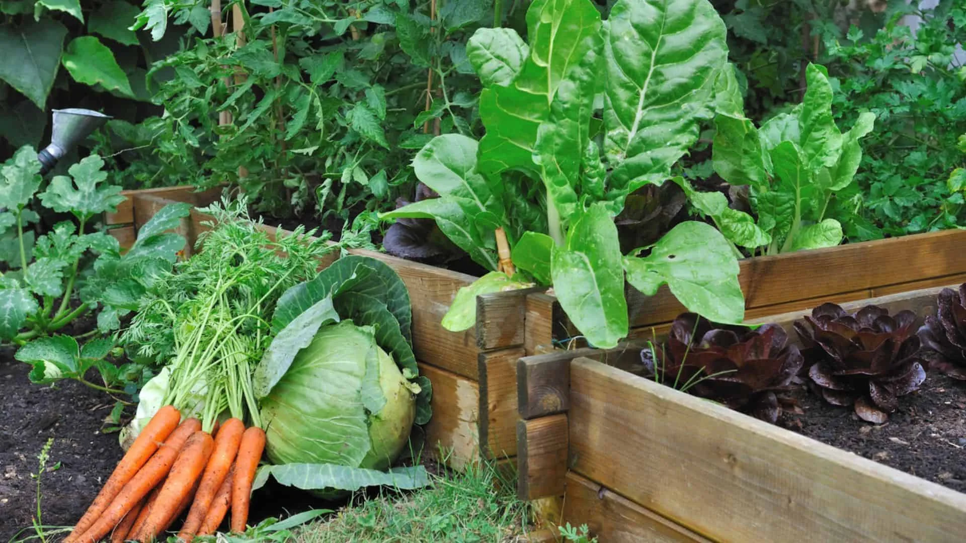 Professional garden fence for vegetables