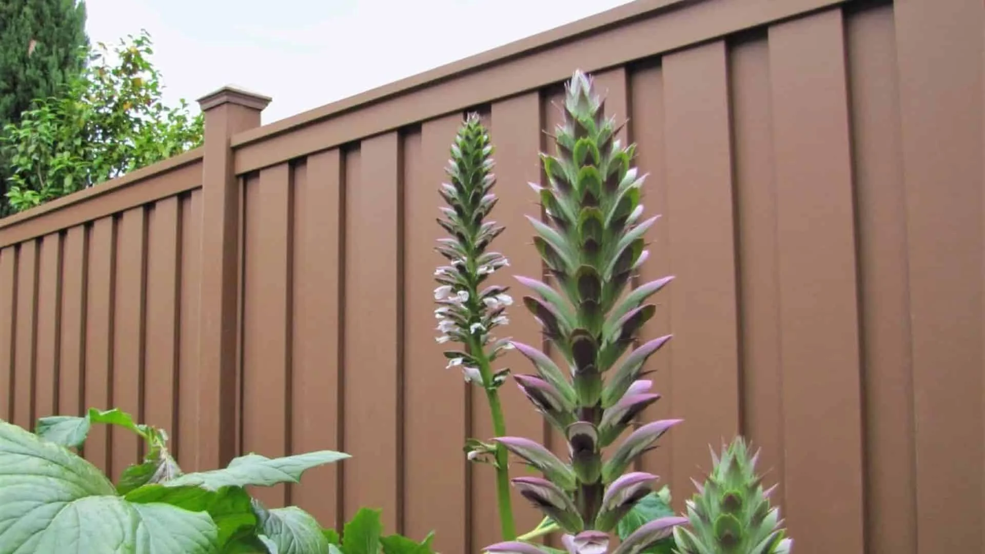 Trex privacy fence