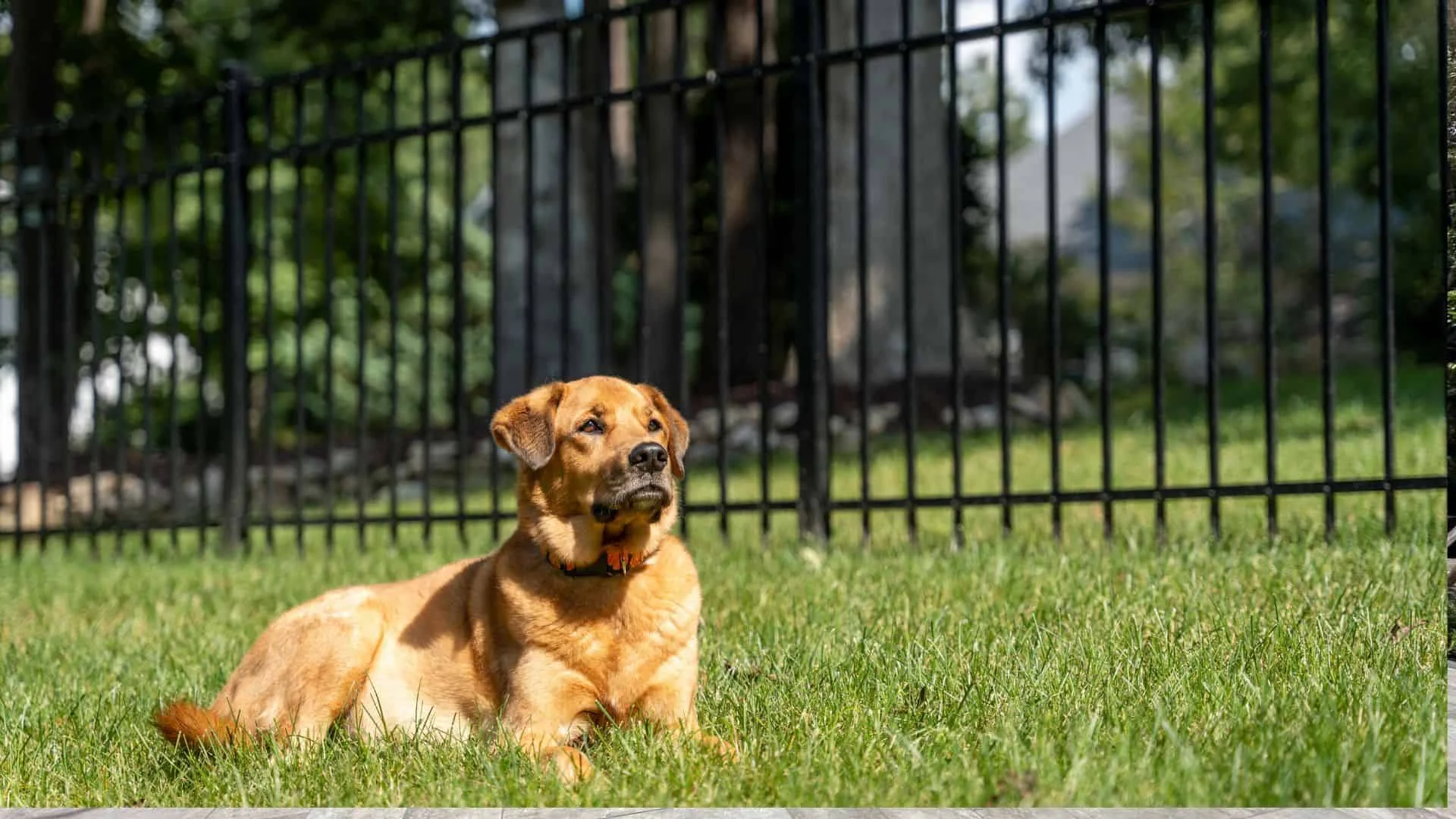 Designing The Perfect Dog Run With A Jacksonville Fence Builder